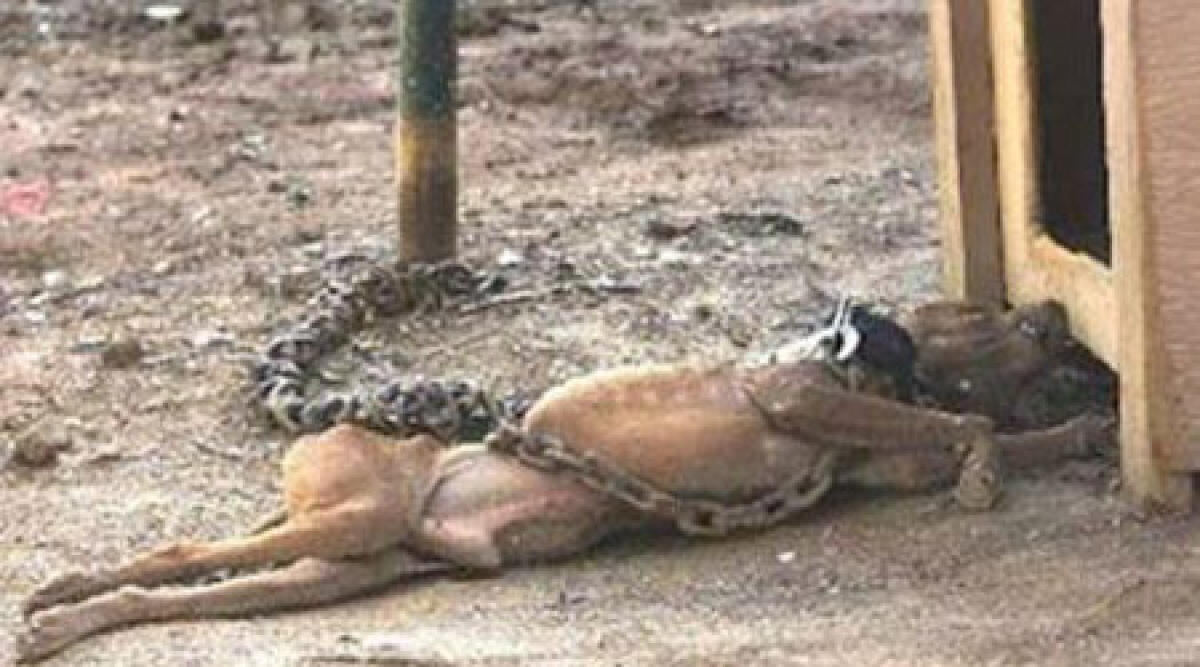 Cani alla catena, denutriti e seviziati: denunciato 25enne di San Clemente -
