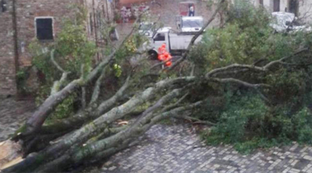Maltempo. San Leo: il vento abbatte l'Olmo di San Francesco -
