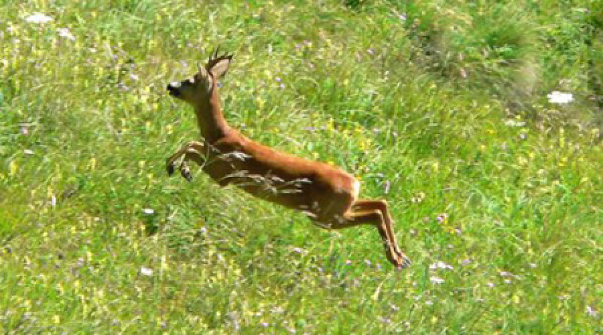 Ancora un capriolo investito ed ucciso in Valmarecchia - 