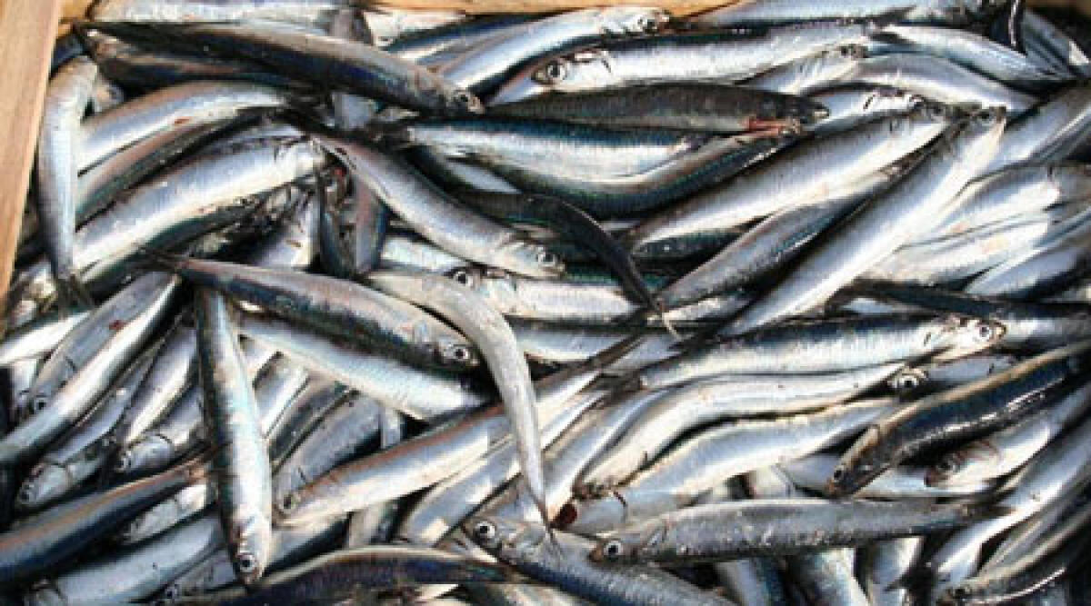 Video, Rimini: addittivi per rendere fresco il pesce vecchio. Sequestrati 1500 chili di pesce azzurro - 