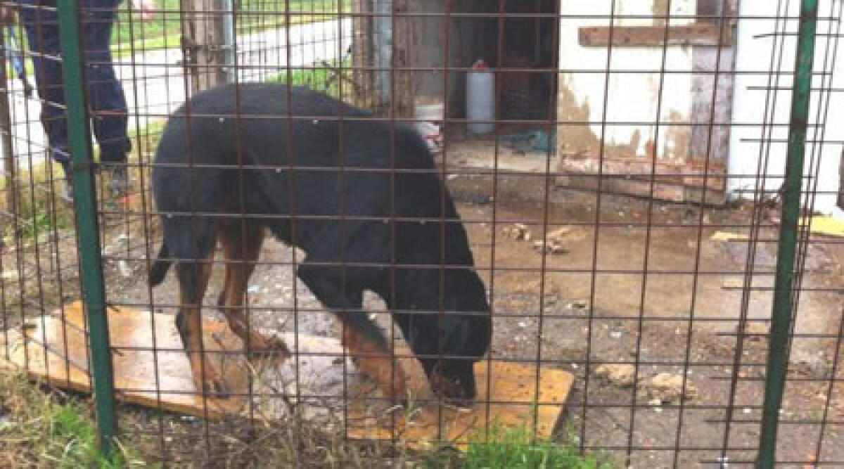 Spariscono norme restrittive per i recinti dei cani. Consigliere FI Bartolini: finalmente il buon senso - 
