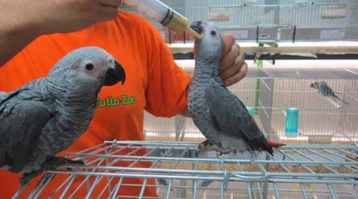 Santarcangelo. Furto al Tutto Zoo. Rubato un pappagallo Jaco Cenerino Baby - 