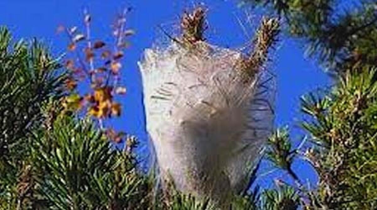 Riccione. Geat: lotta alla "Processionaria" parassita che distrugge le foglie dei pini - 