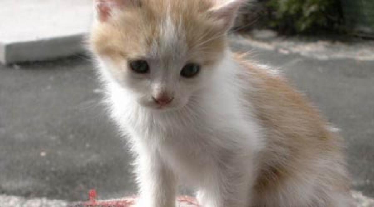 Aveva perso il gatto a dicembre, lo ritrova un mese dopo: una riminese lo aveva "adottato" - 