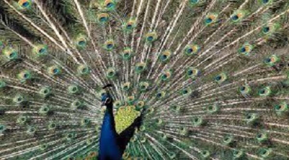 Riccione. Scassinata la gabbia al parco della Resistenza. Un pavone e due fagiani scappano - 