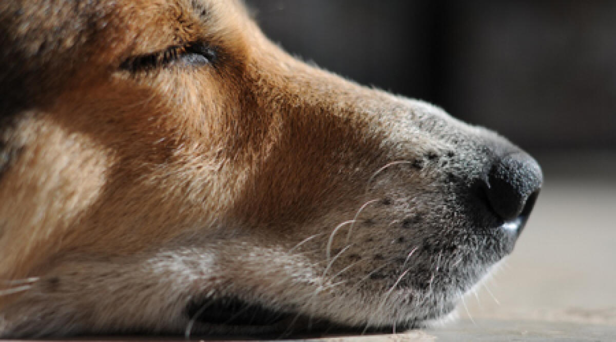 Continuo abbaiare in via Zandonai. Scoperto cane chiuso da ore in furgone - 