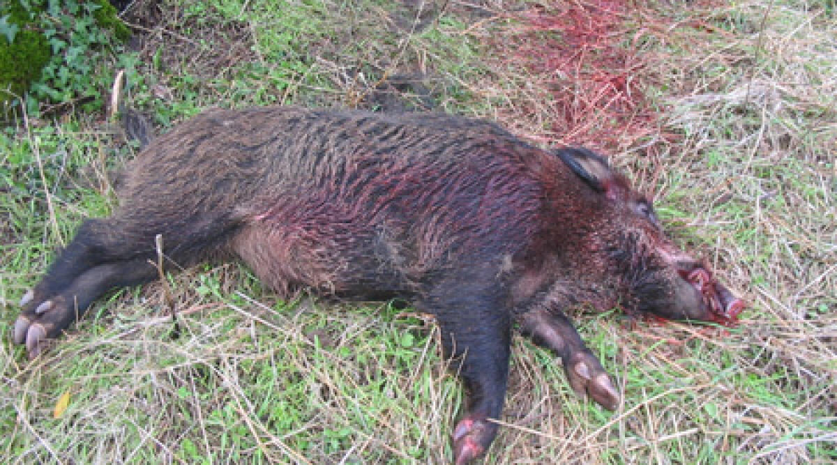 Femmine di cinghiale abbattute e macellate con i cuccioli in ventre ancora vivi - 