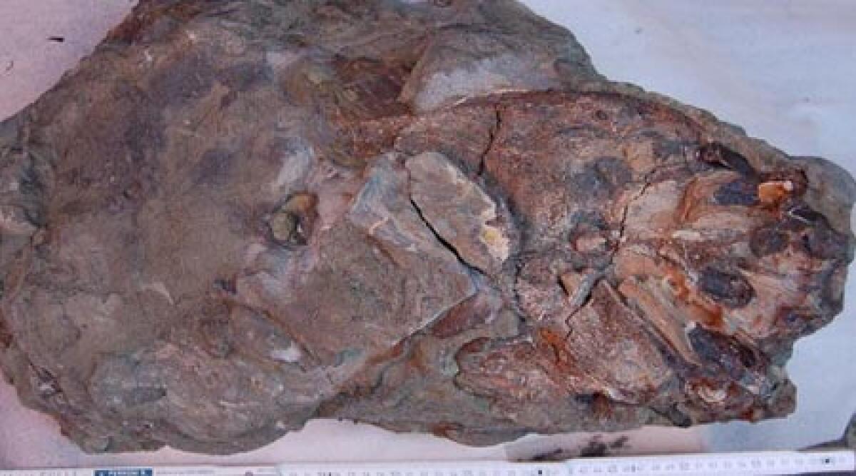 E' un mosasauro il fossile ritrovato a Secchiano, il pi&ugrave; grande in Italia - 