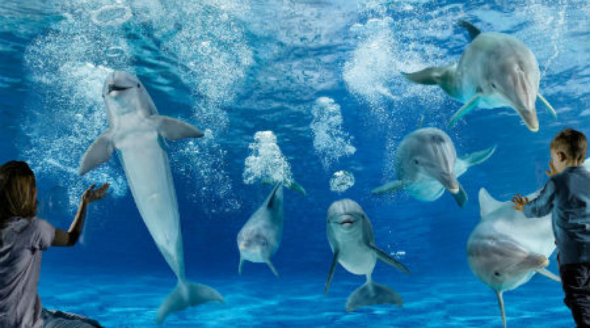 Dal 1 aprile riaprono l'Acquario di Cattolica e Oltremare di Riccione - 