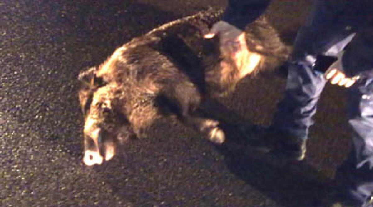 Non solo caprioli: incidente a Montefiore Conca provocato da cinghiale -