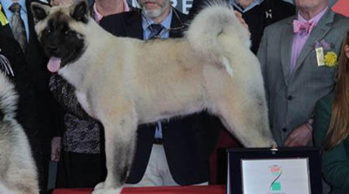 Rimini incorona un akita americano come cucciolo di cane dell'anno - 