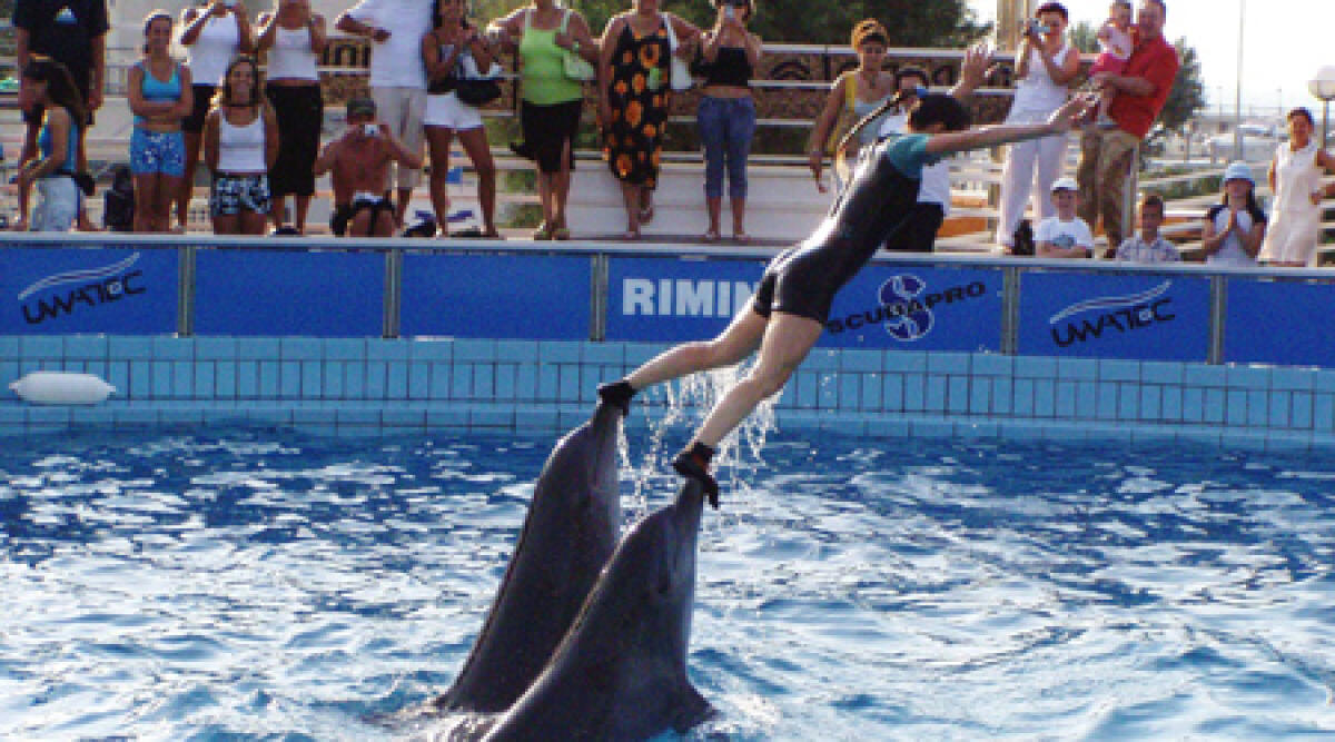 Sabato 5 luglio riapre il Delfinario di Rimini: arriva l'autorizzazione del Comune - 