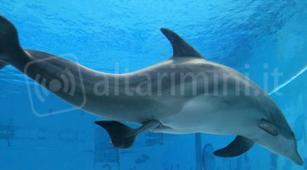 Nasce un delfino nel parco Oltremare di Riccione, 23 kg ed &egrave; lungo 115 centimetri - 