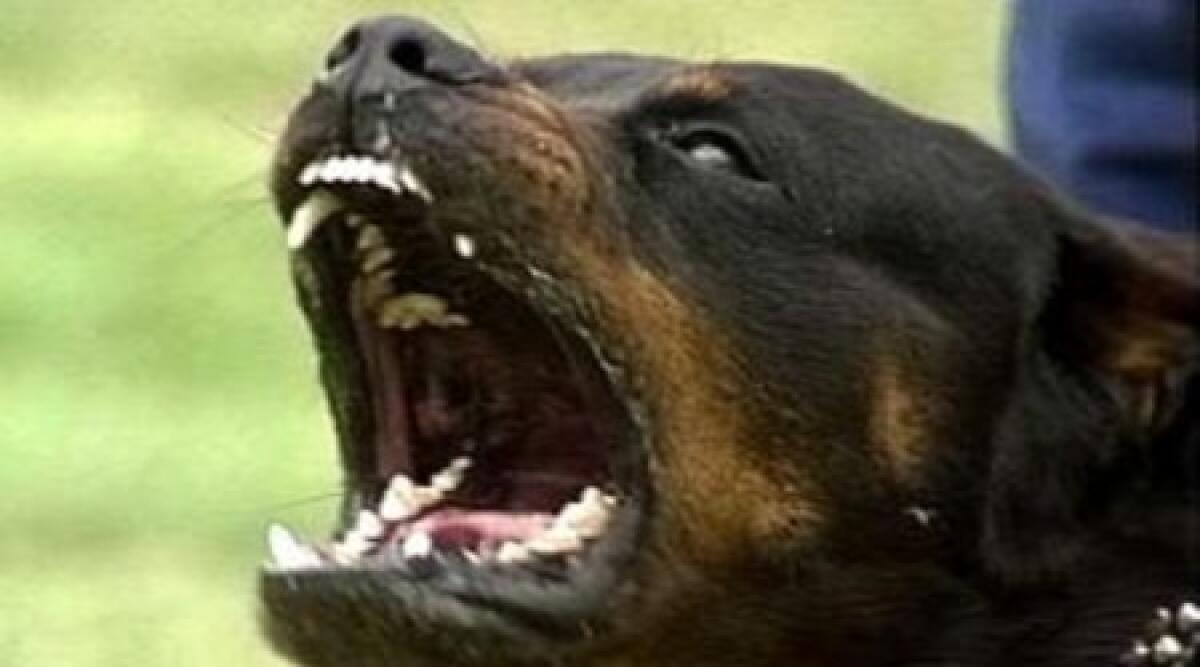 La posta dei lettori: la gente insicura si difende con cani troppo pericolosi, fatto barbaro - 