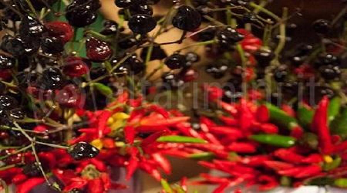 Gli antichi frutti dimenticati tornano ad incontrarsi a Pennabilli nel ricordo di Tonino Guerra - 
