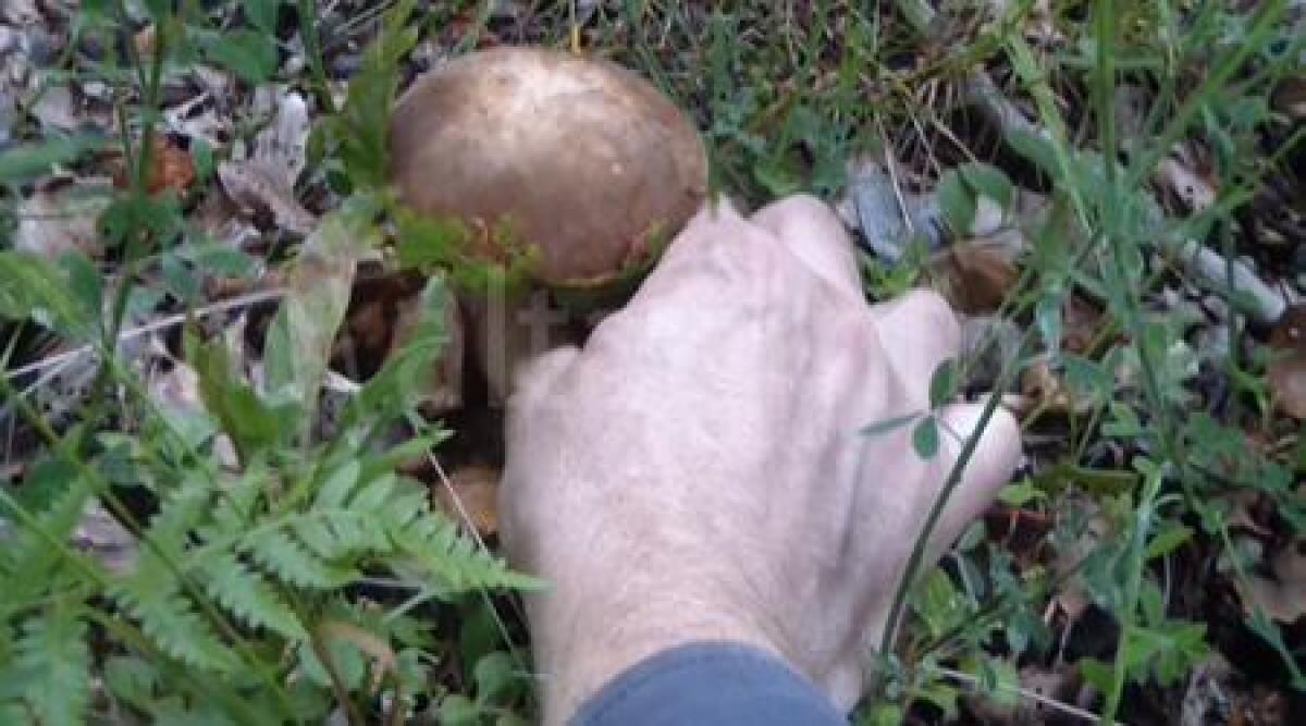 Uscita a funghi con apprensione: si perde nel bosco del Fumaiolo, ritrovato -