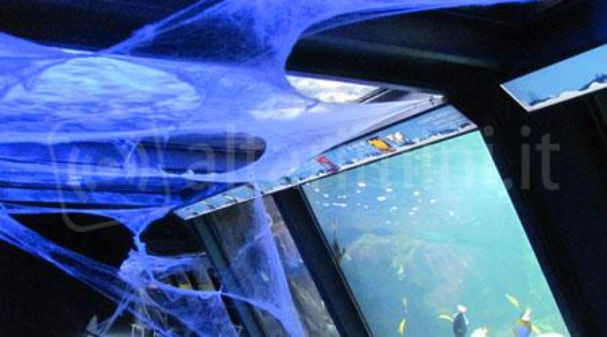 Halloween all'Acquario di Cattolica, tra mostri finti e gli splendidi esemplari marini veri -