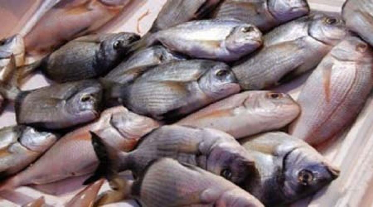 A Montefiore domenica 'Mangiar sano', ospite d'eccezione il pesce dell'adriatico -