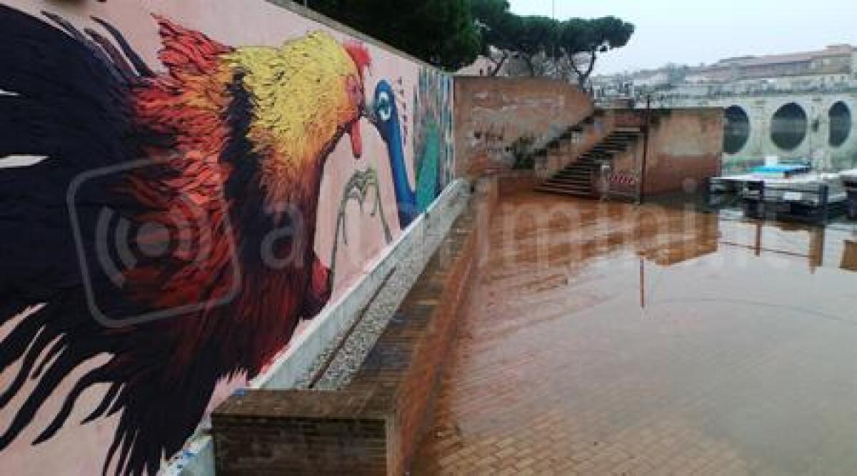 Foto: il gallo contro il pavone, nuovi murales artistici decorano la citt&agrave; di Rimini - 