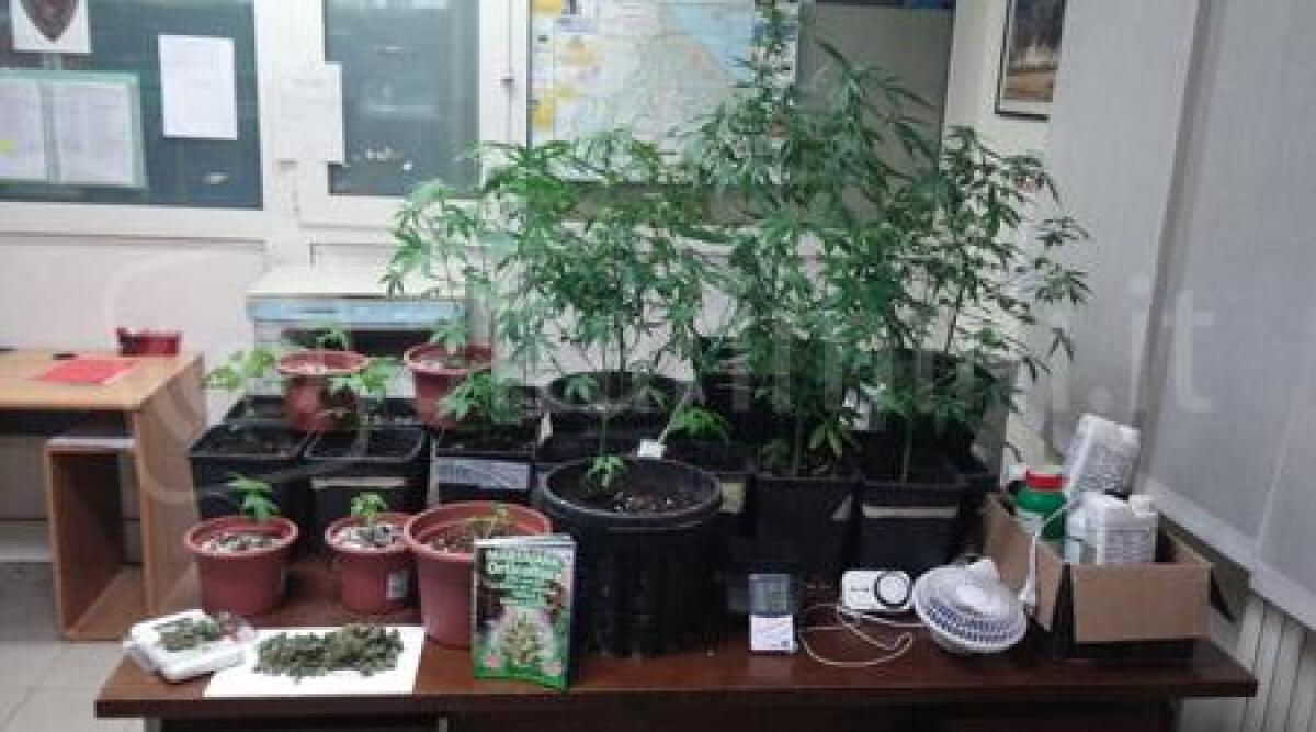 In un condominio per incidente domestico, Carabinieri trovano 'serra' di Marijuana in cantina -