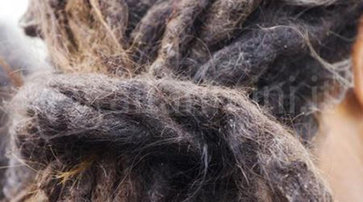 Studente non vuole tagliare i capelli rasta e viene sospeso, il caso arriva alla Camera -