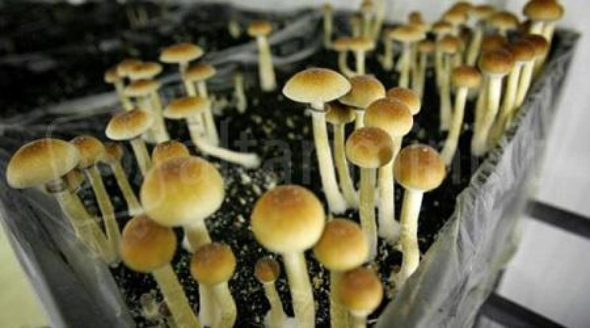 San Marino, 19enne coltiva in casa funghi allucinogeni: denunciato -