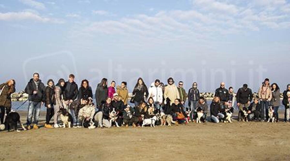 Raduno di Border Collie in spiaggia, grande partecipazione a Torre Pedrera - 