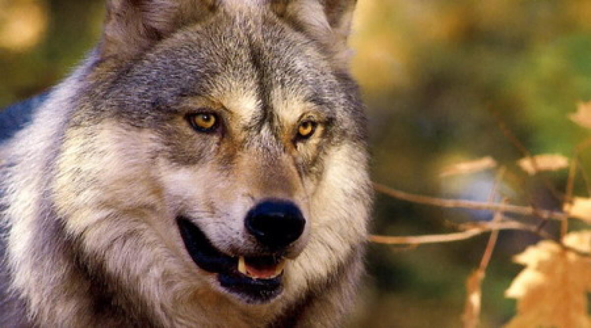 Branco di lupi in Alta Valmarecchia, ultimo avvistamento tra Pennabilli e Carpegna -