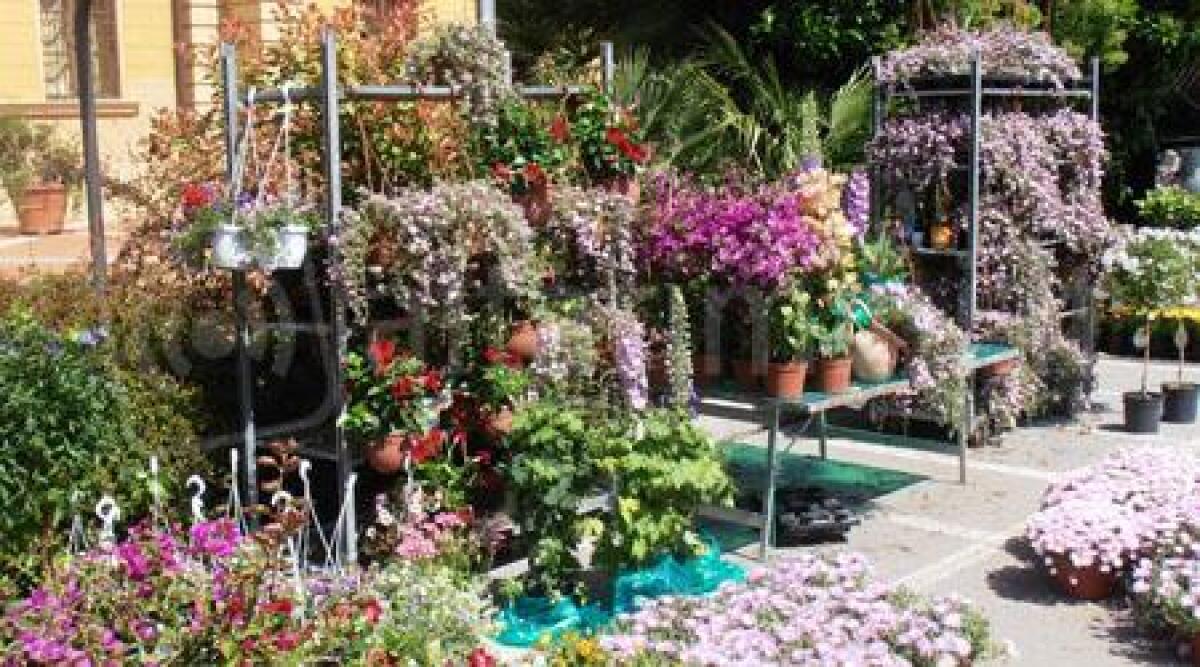 I viali e le piazze trasformati in giardini: colori, profumi e sapori con 'Cattolica in fiore' - 