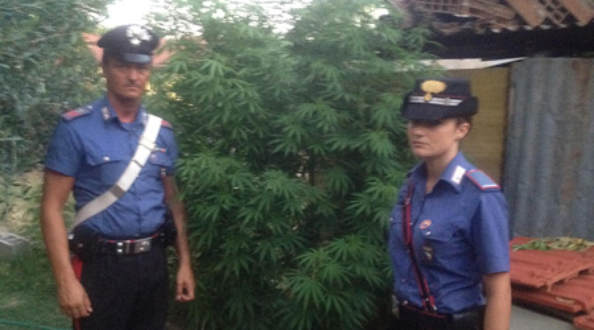 Piante di marijuana e hashish in casa: i Carabinieri incastrano spacciatore riminese - 