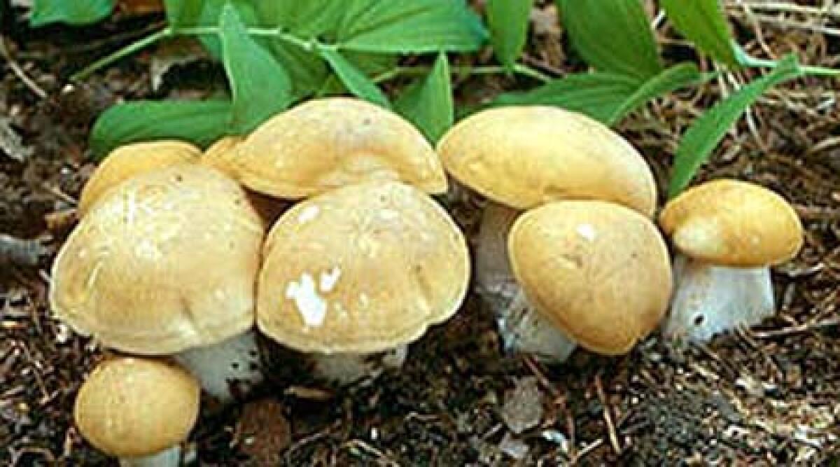 Miratoio di Pennabilli, domenica 7 giugno la festa del Prugnolo compie 30 anni - 