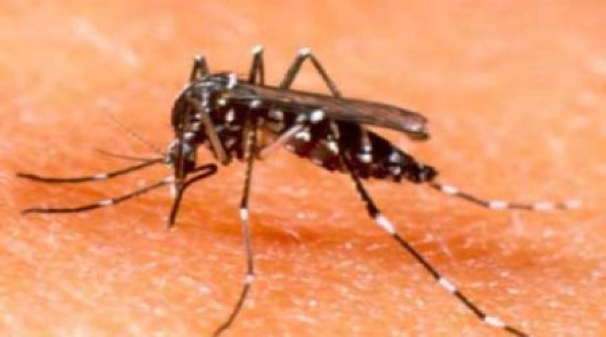 Caldo, allerta Zanzara tigre: Rimini tra le province più infestate -