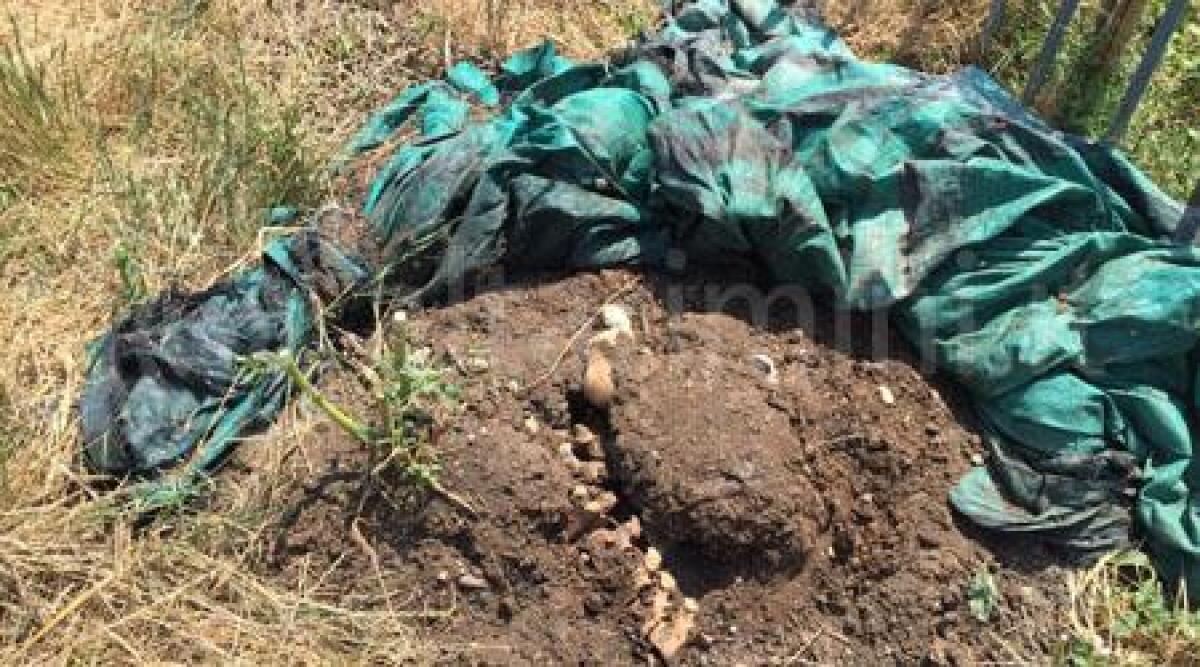 Scoperto allevamento degli orrori a San Clemente: animali sofferenti, cane impiccato -