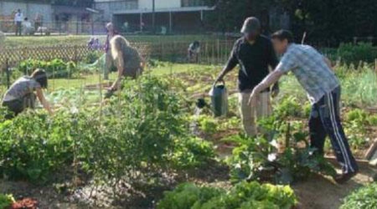 Contro la crisi, a Pietracuta arrivano gli orti urbani per residenti, scuole e associazioni -