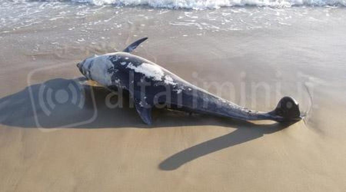 Riccione, trovato sulla spiaggia delfino morto: forse annegato in una rete - 