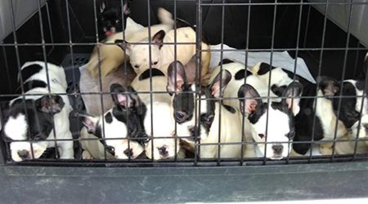 Rimini: cuccioli trovati nel bagagliaio, contrabbandieri se la caveranno con una multa - 