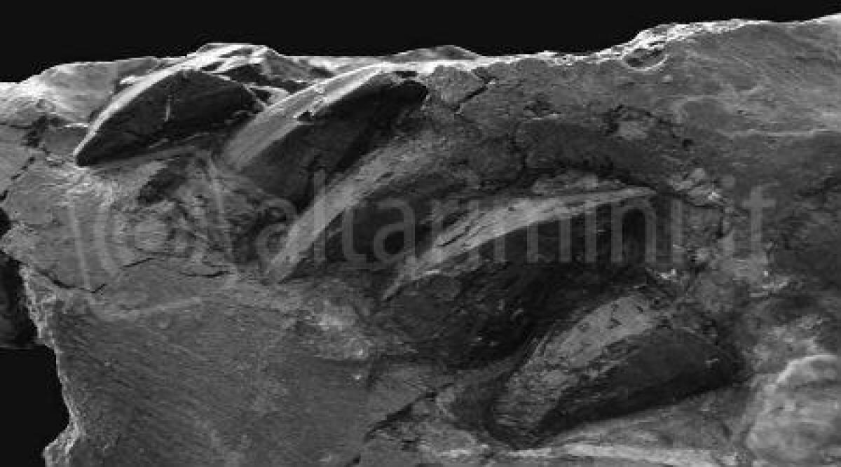 Mososaurus di Novafeltria, esposto a Bologna il fossile ritrovato in Alta Valmarecchia - 