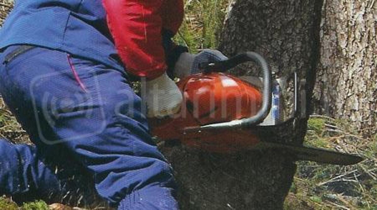 Rimini, sei pini verranno abbattuti in viale Gioia: resi instabili dal maltempo - 