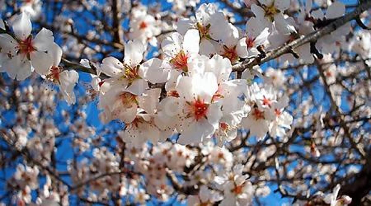 Sboccia la primavera in Alta Valmarecchia, ma è Natale, ascolta l'esperto -