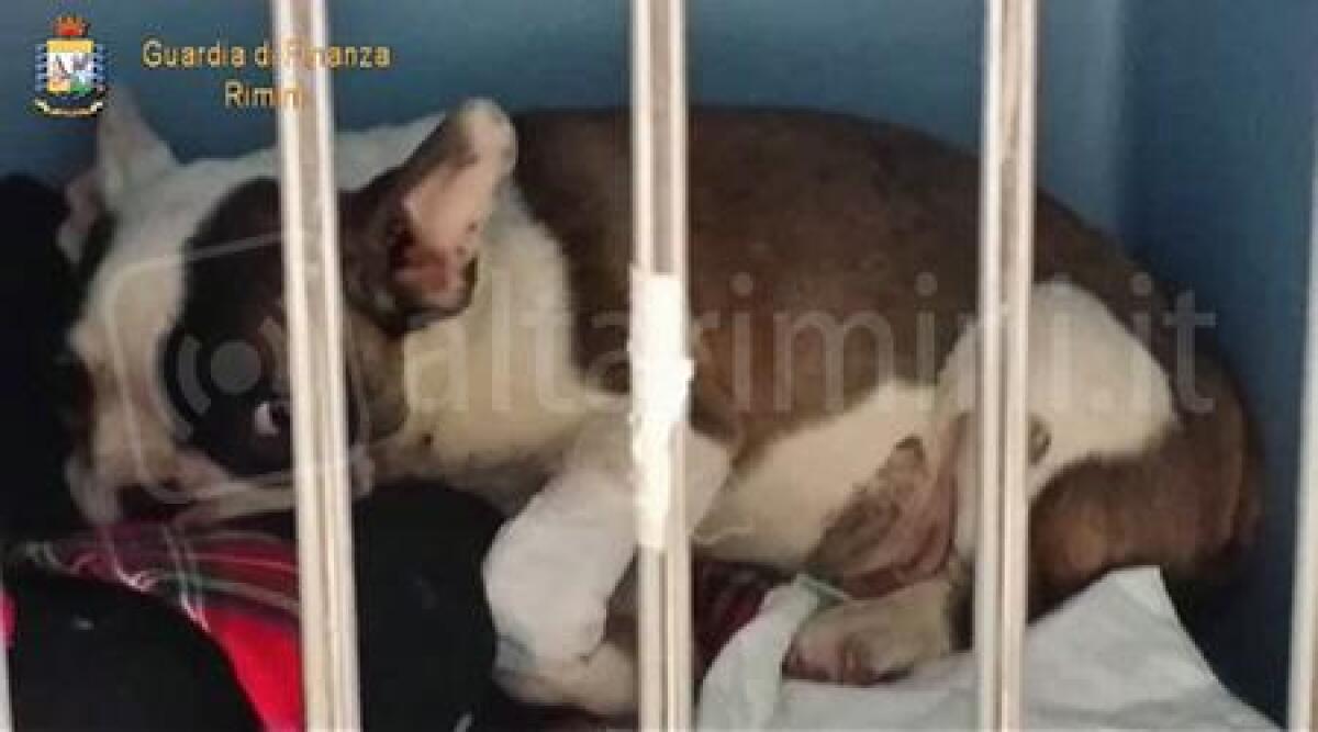 VIDEO: sequestrati cagnolini in un negozio di Rimini, presente anche 'Le Iene' - 