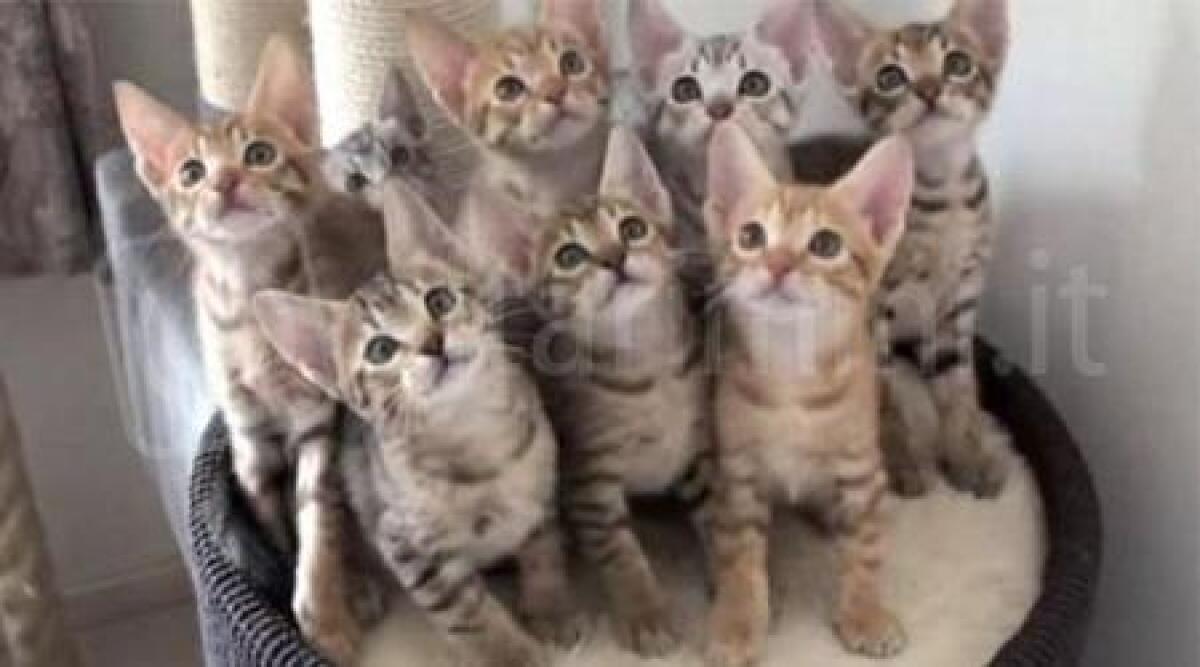 Sfrattato dalla casa, dentro 11 gatti. Inquilino nel panico: 'pensate agli animali' - 