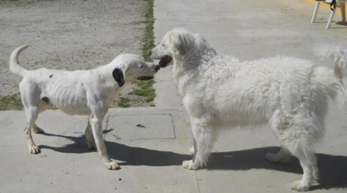Novafeltria, comuni in sostegno del Canile di Fagnano: promossa l'adozione dei cani -