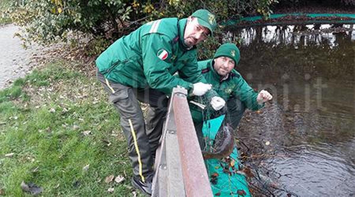Sequestrata una lunga rete per la pesca illegale e messi in salvo circa due kg di pesce - 