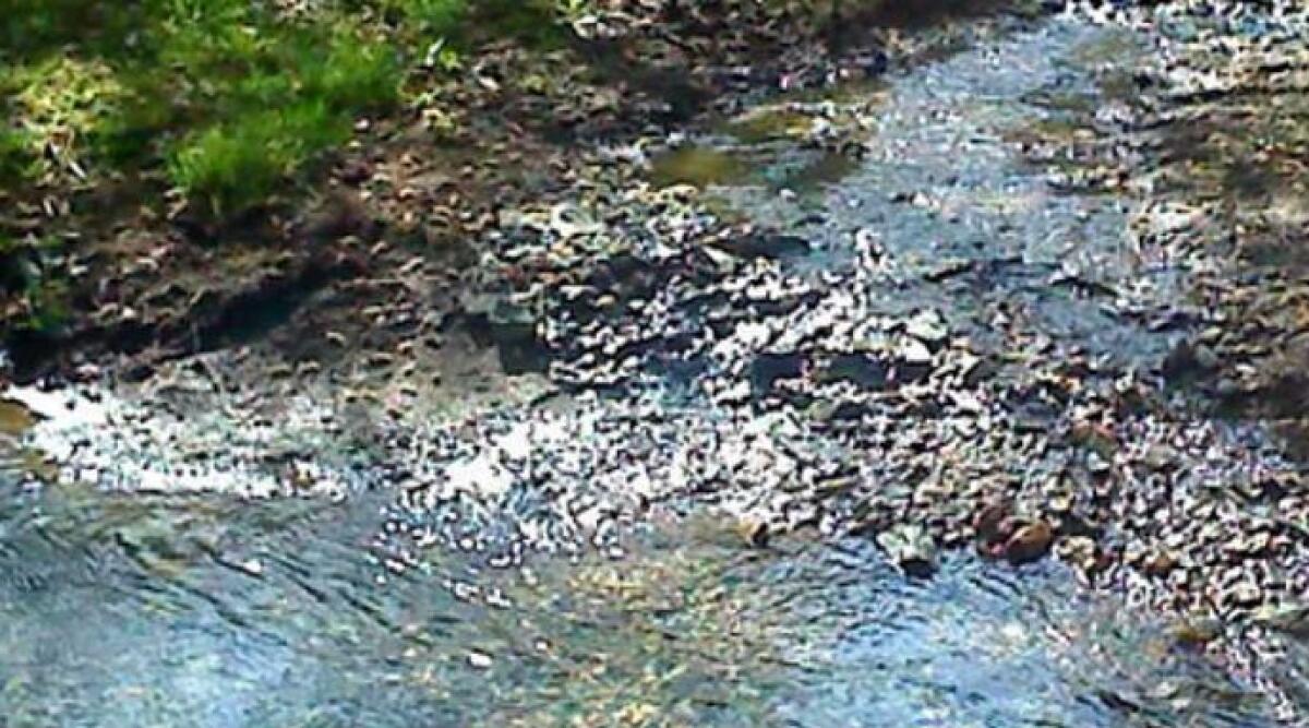 Interventi sul Rio Melo e alla Darsena di Ponente, incontro operatori e comune di Riccione - 