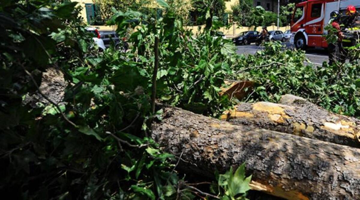 Tempesta di vento fa cadere cipresso a Riccione. Intervento ai Giardini Montanari - 
