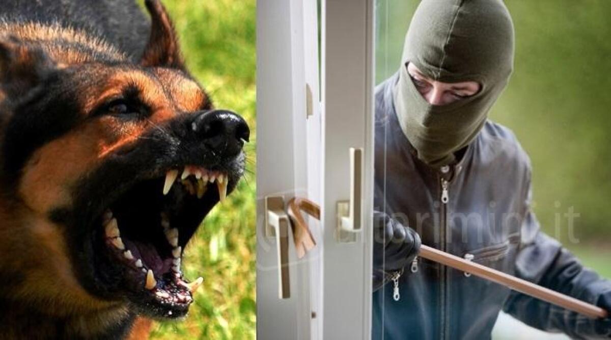 Padroni di casa fuori, i ladri tentano il colpo ma sono messi in fuga dal cane - 