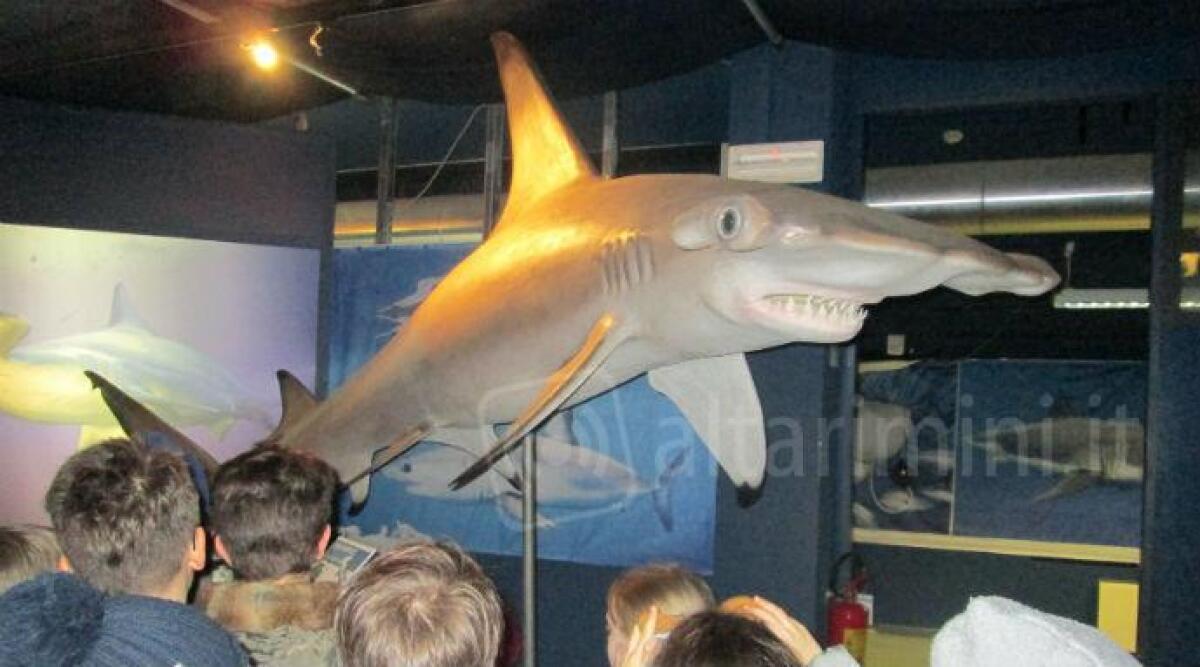 Acquario di Cattolica, Pasqua ricca di emozioni con la mostra Squali predatori perfetti - 