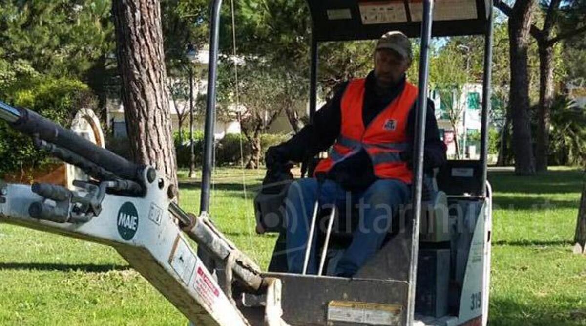Riccione pi&ugrave; verde, piantati quaranta pini in sostituzione di quelli pericolosi rimossi - 