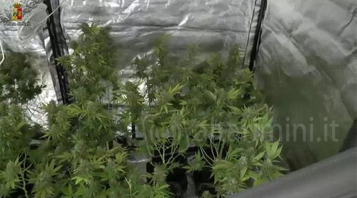 VIDEO: serra di cannabis in residence Marina Centro, 5 kg di piante e droga pronta per lo spaccio -