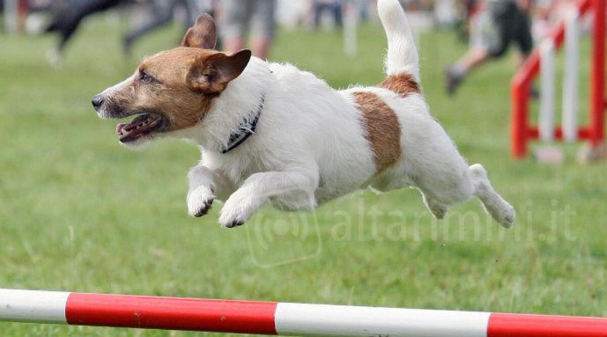 Riccione Greenpark, arriva il Dog Fun Village, spazio gioco per cani con educatori professionisti - 